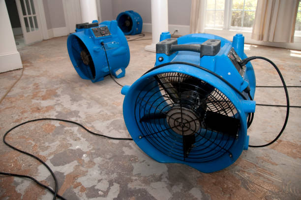 Best Mold removal after water damage  in Marion, KY